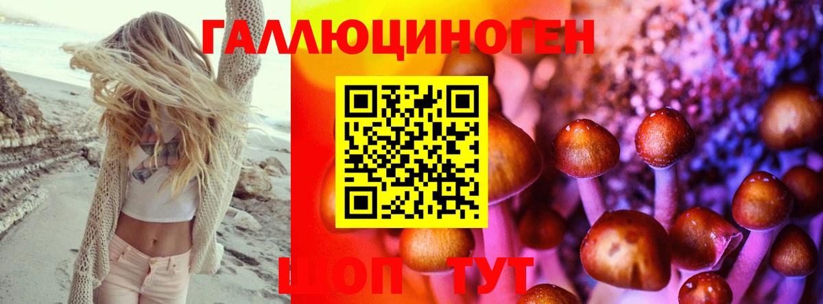 Прохладный  Псилоцибиновые грибы Psilocybine cubensis  Вход с VPN 